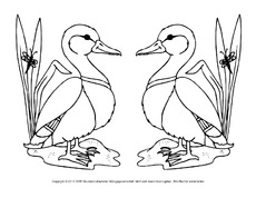 Ausmalbilder-Stockente 12.pdf